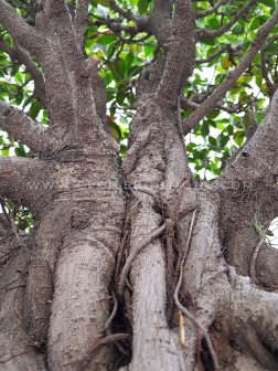 Ficus | Bonsais Premium